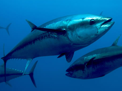 Ερυθρός τόνος: του απομένουν 8 μέρες ζωής