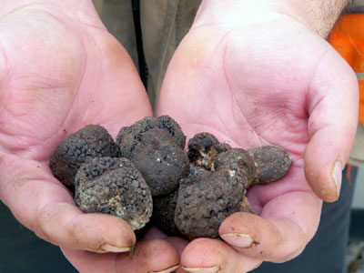 Κυνηγός τρούφας