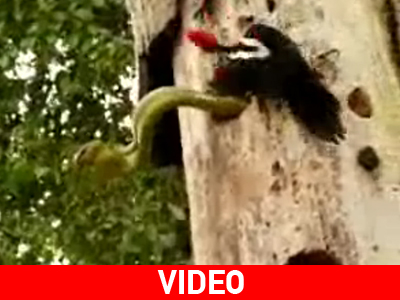 Ατρόμητος ο τρυποκάρυδος!