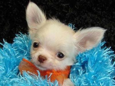 Τους πήραν ακόμη και τον σκύλο