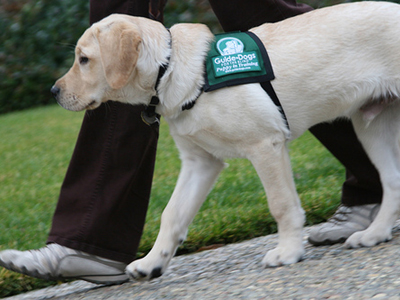 Επιτρέπονται οι σκύλοι συνοδοί τυφλών σε όλα τα Μ.Μ.Μ.