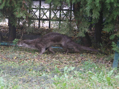 Μια βίδρα στo κέντρο της πόλης