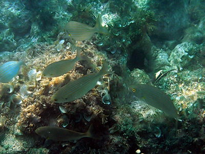 Γεωτρήσεις φυσικού αερίου στη Μεσόγειο: Απειλή για τη βιοποικιλότητα