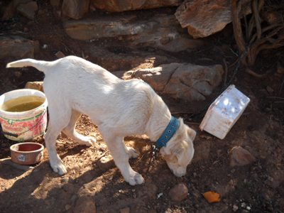 Υπογράψτε για να οδηγηθεί στη δικαιοσύνη ο βοσκός που τύφλωσε τον σκύλο του