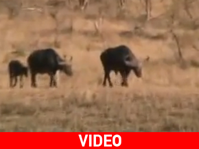 Μάχη «γιγάντων»