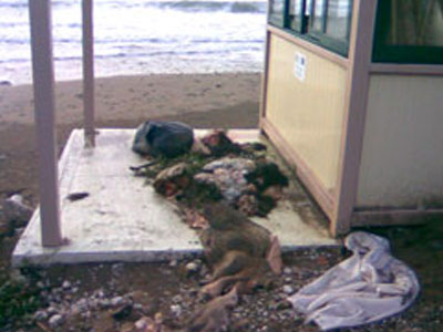 Πέταξαν εντόσθια μπροστά από φυλάκιο