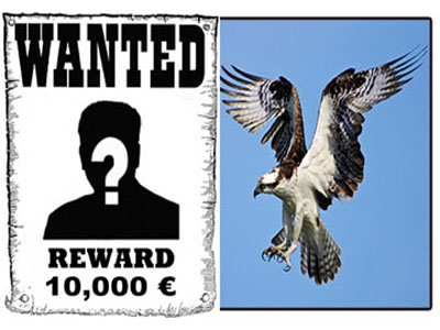 Σκότωσε ψαραετό και τον επικήρυξαν για 10.000 ευρώ Σκότωσε ψαραετό και τον επικήρυξαν για 10.000 ευρώ