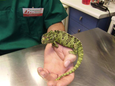 Τραυματισμένος μεσογειακός χαμαιλέων