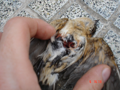 Σκότωναν τα χελιδόνια στον Τύρναβο!