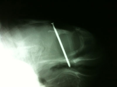 Κάρφωσαν δύο καρφιά στο κεφάλι μιας θαλάσσιας χελώνας