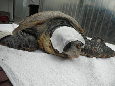 Mε επιχείρηση αεροδιακομιδής σώθηκε ο «Αλέκος»