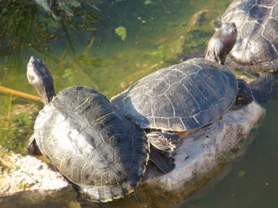 Χελώνα Μίδας βρέθηκε τραυματισμένη στην Κω