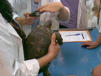 Γιατρεύουν χελώνες!