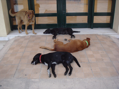 Προεκλογικά παιχνίδια με το Κυνοκομείο Χίου