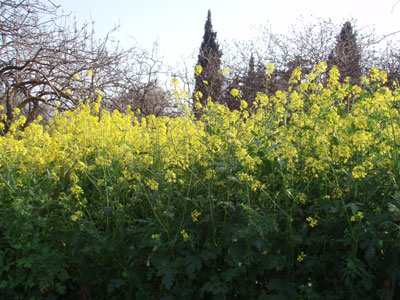 Το τρακτέρ οργώνει μόνο του