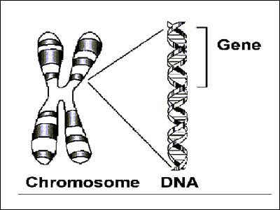 Σημαντική ανακάλυψη για τη θεραπεία του AIDS και του καρκίνου