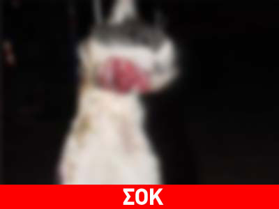 Σοκ: Βασάνισαν, έκαψαν και κρέμασαν γάτα