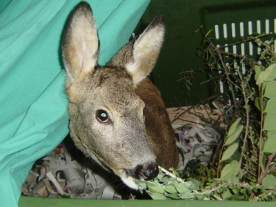 Στέκεται στα πόδια του!