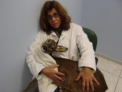 Θηλυκό ζαρκαδάκι θύμα τροχαίου