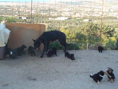 Προστατεύουν τα αδέσποτα Παλλήνης, Γέρακα, Ανθούσας
