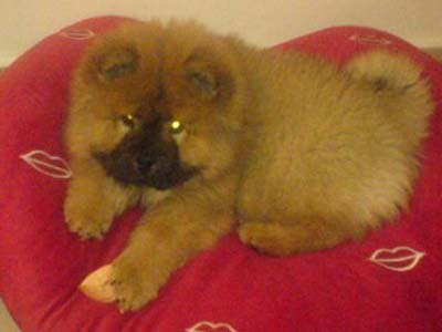 Σκότωσε τον σκύλο του γείτονα αφού προσπάθησε να τον βιάσει!