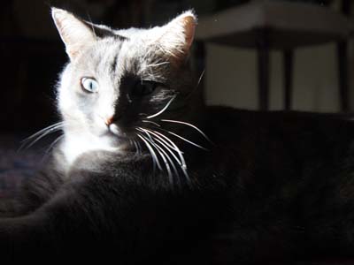 Τα ζώα έχουν δικαιώματα!