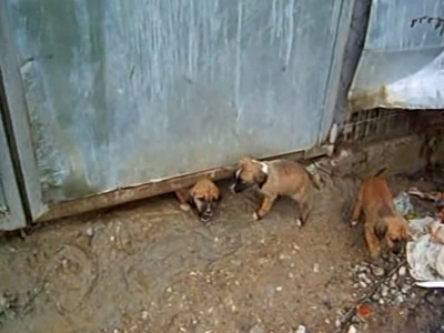 Διαμαρτύρονται για την κατάσταση που επικρατεί στο Δημοτικό Κυνοκομείο Φλώρινας