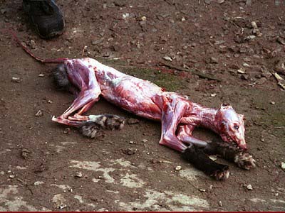 Το δικό σου παλτό φώναζε όταν το έγδερναν;