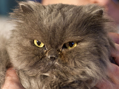 Χαρίζουν στειρωμένες περσικές γατούλες