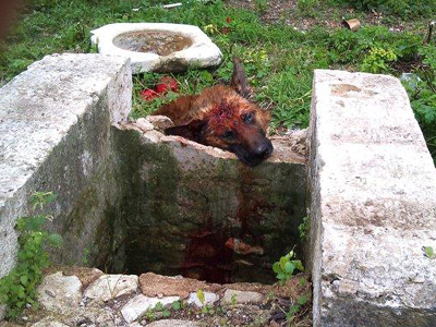 Πυροβόλησε τον σκύλο και τον πέταξε σε πηγάδι