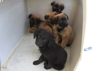 Χαρίζουν τα πέντε αδέσποτα κουταβάκια