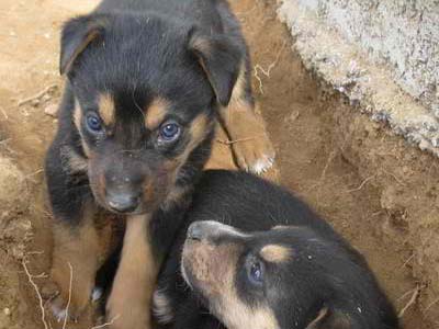 Η μάνα και τα οχτώ κουτάβια της