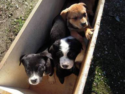 Δίνουν σε φιλόζωους τα όμορφα κουτάβια τους