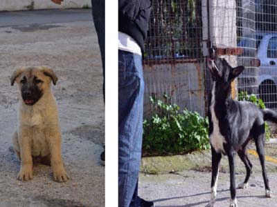 Ψάχνουν τον Ink