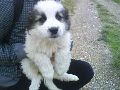 Το βρήκαν ολομόναχο στο βουνό!