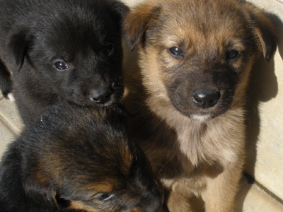 Βρήκε εννιά κουτάβια στην Ιερά Οδό