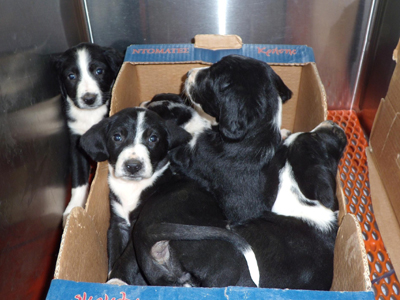 Τα παράτησαν!