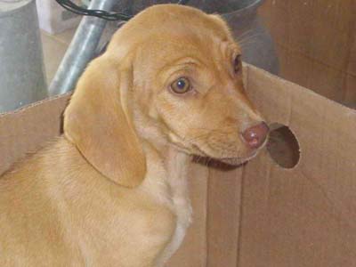 Χαρίζονται η Αμελί και τα αδέλφια της!