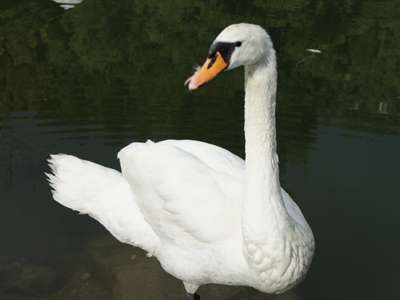 Πράσινη οικονομία για τη σωτηρία του πλανήτη