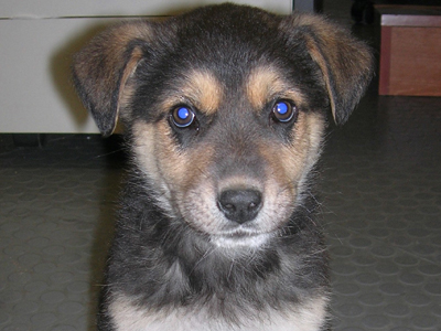 Χαρίζουν το πανέμορφο ημίαιμο λυκοσκυλάκι