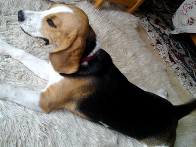 Άρπαξαν τον σκύλο που κάνει παρέα στο παιδί τους