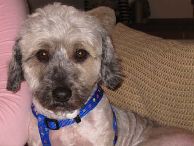 Βρέθηκε στα Βριλήσσια