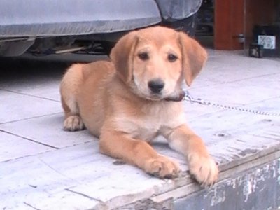 Χαρίζουν το πανέμορφο σκυλάκι