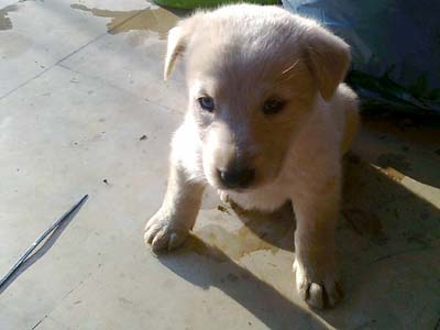 Αξιαγάπητος μπόμπιρας!