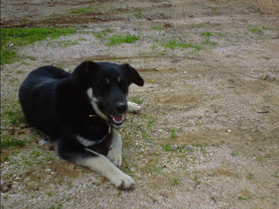 Και ο Γούστο ψάχνει σπίτι