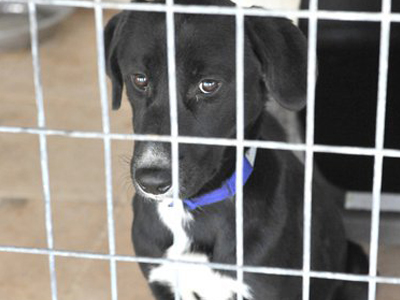 Σώστε τα έγκλειστα ζώα του ΔΙ.ΚΕ.Π.Α.Ζ.