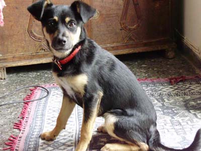 Χαρίζουν τη Λόξα, την υπέροχη κουταβίτσα