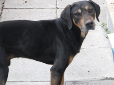 O Μαξ έμεινε μόνος