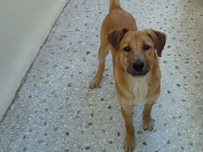 Toν παράτησαν γιατί μεγάλωσε!