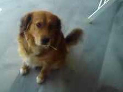 Έχασαν τον Ρόκυ